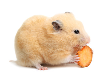 Funny hamster eats