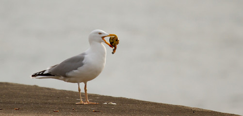 A seagull is eating crab