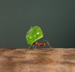 A leaf cutter ant is carrying a leaf - obrazy, fototapety, plakaty