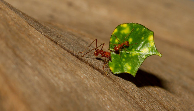 A Leaf Cutter Ant Is Carrying A Leaf