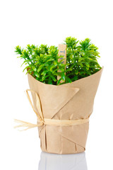 thyme herb plant in pot with beautiful paper decor isolated
