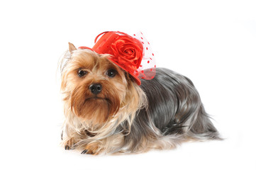 Yorkshire terrier portrait in red hat