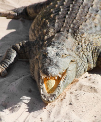 Obraz premium croc resting on sand with its mouth open