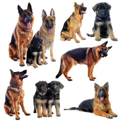 race berger allemand