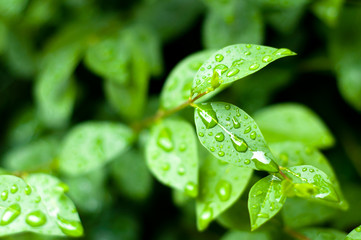 water drops on fresh green leaves background