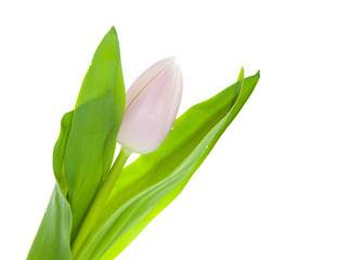 Fototapeta premium Tulip on white