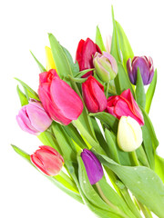 Fototapeta premium Tulip on white