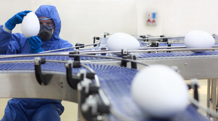 engineer  examining xxl size egg at production line