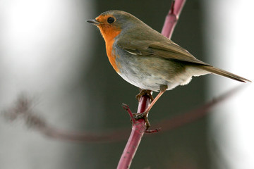 Robin on branch in winter forest