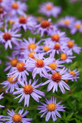 Aster dumosus `Prof. Anton Kippenberg&acute;