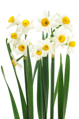 Narcissus isolated on white background