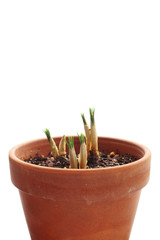New sprouts of crocus in flowerpot