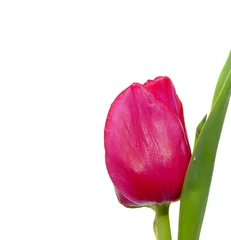 Crédence de cuisine en verre imprimé Macro Tulipe