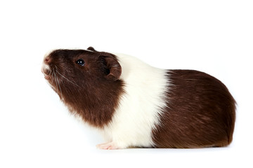 Fototapeta premium guinea pigs