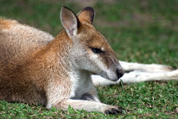 Petit kangourou rouge mignon endormi en Australie