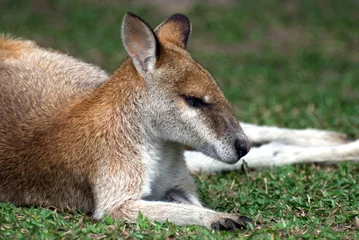 Crédence de cuisine en verre imprimé Kangourou Petit kangourou rouge mignon endormi en Australie