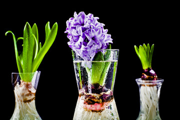Growing hyacinth flower bulb in pot