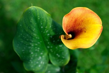 Cala Lily - Zantedeschia aethiopica