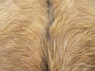 Fototapeta premium Goatskin, piel de cabra.