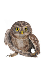 owl