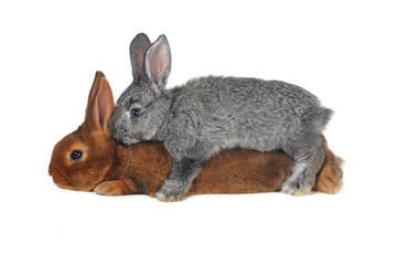 Two rabbits