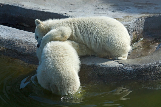 two polar white bear