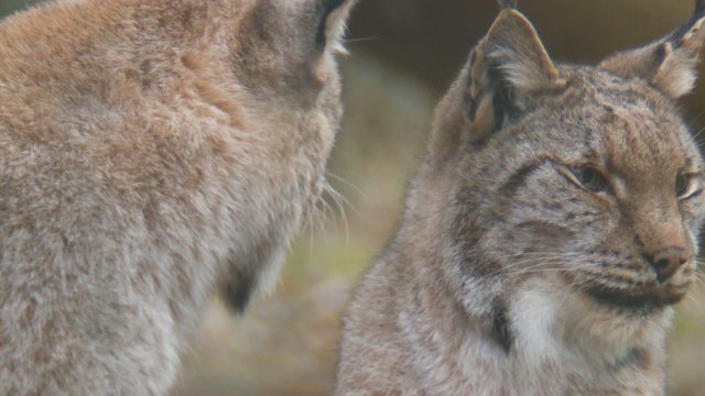 luchs