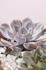 succulent plants