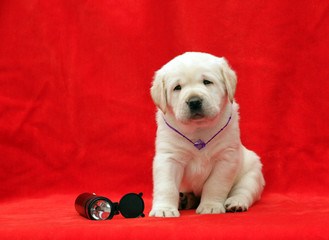 happy yellow labrador puppy