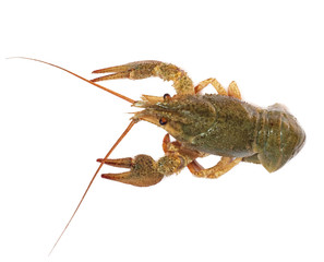 crawfish on white background