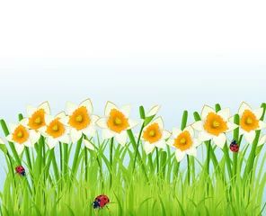 Poster narcissen bloemen en gras © oxygendesign021