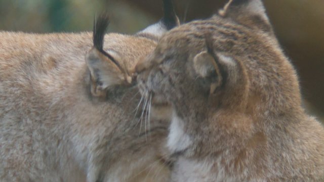 luchs