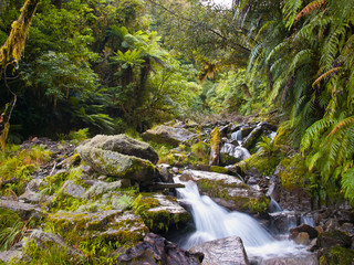 rainforest creek