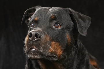 Fototapeta premium Pure bred rottweiler