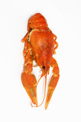 red crawfish on white background