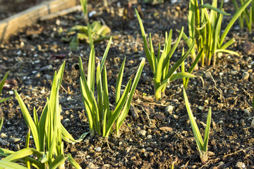 Winter vegetables