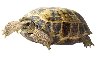tortoise isolated on white background