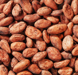 Cacao Beans