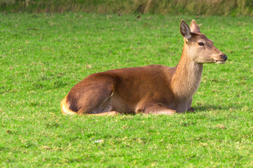 Roe deer on the meadow