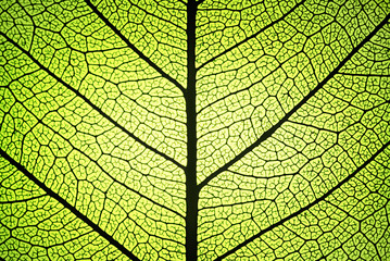 Fototapeta premium fresh leaf ribs and veins