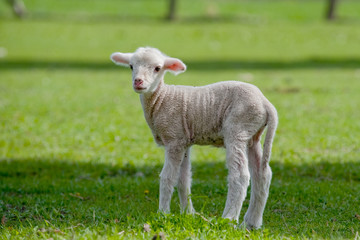Cute Young Sheep