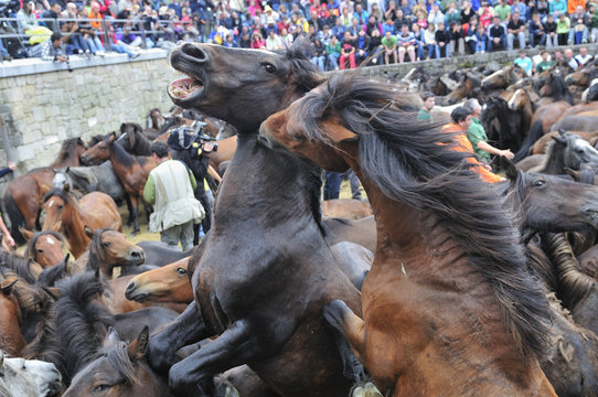 Rapa das Bestas Sabucedo