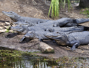 Alligators
