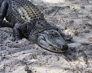 Alligator