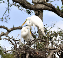 Great Egrets
