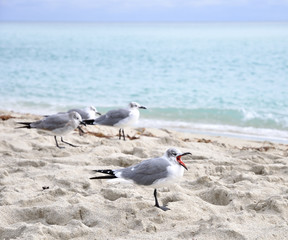Seagulls