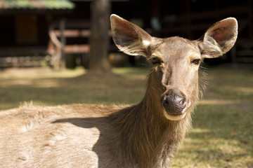 reindeer. face close-up of reindeer in forest.