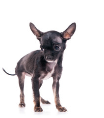 chiot Chihuahua femelle