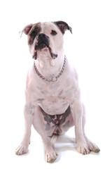 Fototapeta premium Bouledogue américain femelle de deux ans