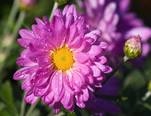 Obraz premium Pink chrysanthemum covered with dew in the morning light